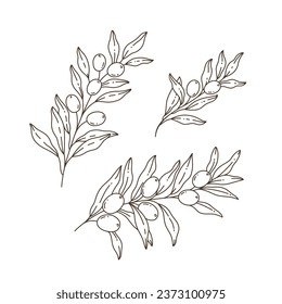 Set of olive branch. Flat vector illustration.