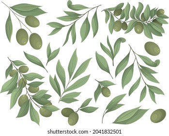 Set of Olive branch with fresh leaves and olives. Design elements, leaves, olive branches and olives. Vector illustration isolated on a white background.