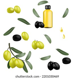 Set of olive branch with green, black olives and olive oil with olive oil dropped isolated on white background. Vector illustration.