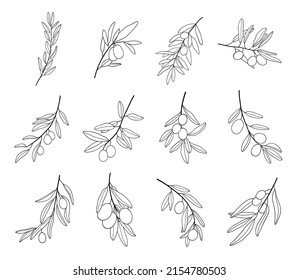 Set of Olive branch line art drawing. Vector illustration with olive leaves isolated on white background. Botanical sketch of mediterranean cuisine. Outline collection