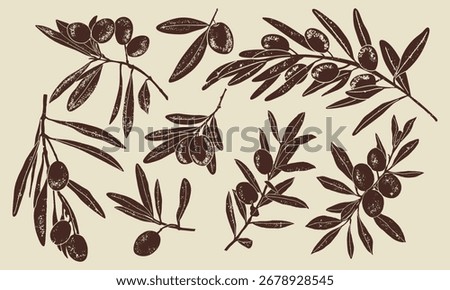Set of Olive branch. Linocut vector illustration with grunge texture. Monochrome linear woodcut illustration.	
