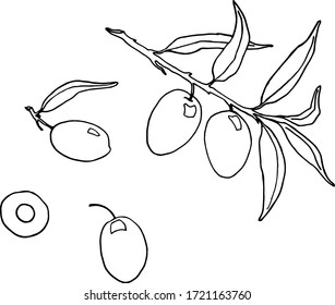 Set of olive branch with olives and leaves. Isolated design elements for print design of packaging cosmetic products and products. Hand-drawn black and white illustration in vector.