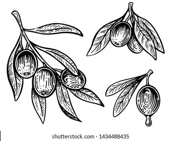 Set Of Olive Branch in vintage style