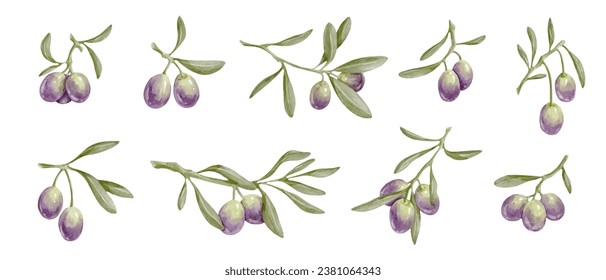 Set of olive branches with berries. Vector graphics.