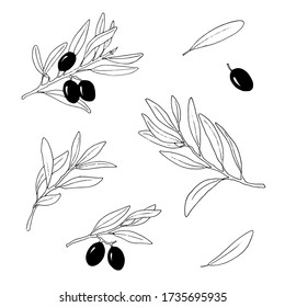 set of olive branches with black olives. Hand drawn vector image.