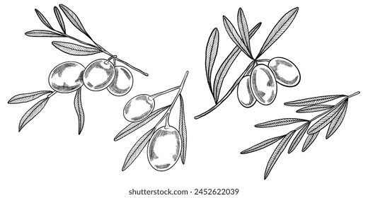 Set of olive branches. Four hand-drawn olive branches. Olive branches with hatching and black outline. Vector illustration of olive on transparent background