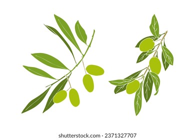 Set of olive branches with green fruits.