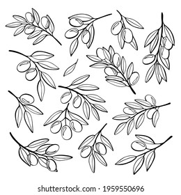 Set of olive branches. Illustration isolated on white.