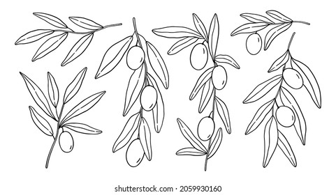 Set and olive branches   leaves isolated white background  Vector hand  drawn illustration in outline style  Perfect for cards  logo  decorations  menu  cosmetic design 