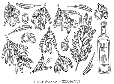 Set with olive branches and leaves isolated on white background. Vector hand-drawn illustration in outline style. Perfect for cards, logo, decorations, menu, cosmetic design.