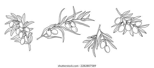 Set of Olive Branches in Modern Linear Style.