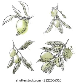 a set of olive branches. olives are fruits. green olive leaves. Imitation of watercolor. Print for packages