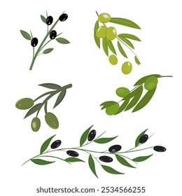 Set of olive branches. Olives. Vector illustration. EPS 10