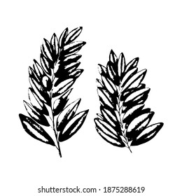Set of olive branches sketch in black and white. Hand drawn illustration isolated on white background. Olive tree.