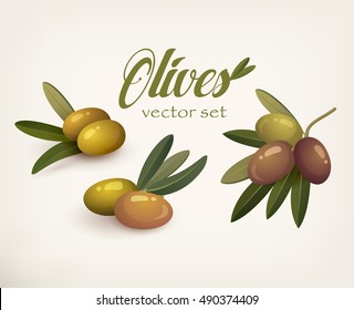 Set of olive branches with stems and leaves. Ripe and raw berry banner or logotype that can be used for shop label and bottle sticker, paint ingredient for smear painting. Organic, natural theme