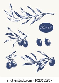 Set of olive branches. Vector engraving food illustration.