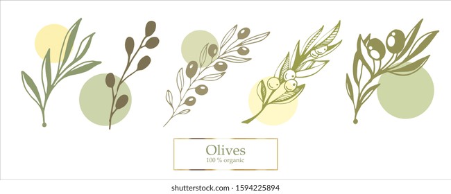 Set of olive branches. Vector illustration.