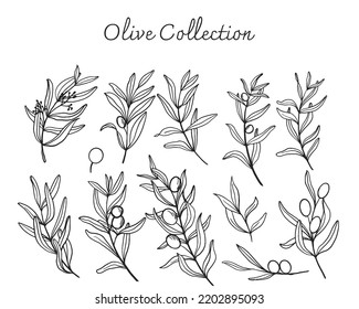 colección dibujada a mano de oliva, arte de la línea de doodle de oliva aislado