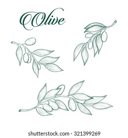 set of olive isolated on white background hand drawn illustration