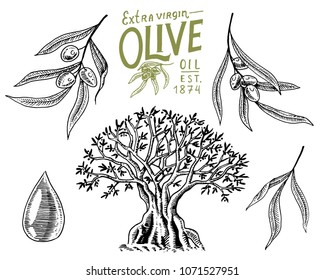 Set of Olive oil and branch of trees. Organic vegetarian product. Green plant for healthy diet. Black fruit for cooking food. Engraved hand drawn in old vintage sketch. Vector illustration.