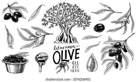 Set of Olive oil and branch of trees. Organic vegetarian product in bottle. Green plant for healthy diet. Black fruit for cooking food. Engraved hand drawn in old vintage sketch. Vector illustration.
