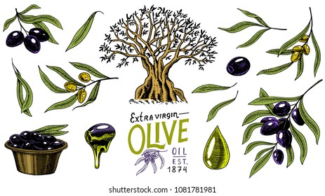 Set of Olive oil and branch of trees. Organic vegetarian product in bottle. Green plant for healthy diet. Black fruit for cooking food. Engraved hand drawn in old vintage sketch. Vector illustration.