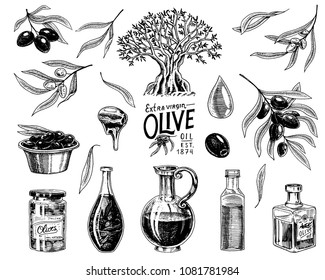 Set of Olive oil and branch of trees. Organic vegetarian product in bottle. Green plant for healthy diet. Black fruit for cooking food. Engraved hand drawn in old vintage sketch. Vector illustration.