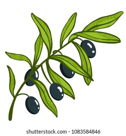 Set of Olive oil and branch of trees. Green plant for healthy diet. Black fruit for cooking food. Engraved hand drawn in old vintage sketch. Vector illustration.