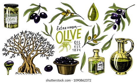 Set of Olive oil and branch of trees. Organic vegetarian product in bottle. Green plant for healthy diet. Black fruit for cooking food. Engraved hand drawn in old vintage sketch. Vector illustration.