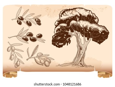 Set for olive oil design: olive tree branches with fruits. Hand drawn sketch. Vector illustration.