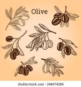 Set of olive tree branch. Engraving hand drawn style. Vector sketch