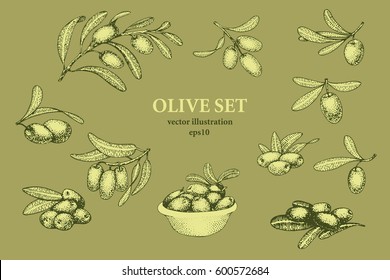 Set of olive tree branch. Engraving hand drawn style. Vector vintage illustrations