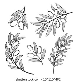 Set of olive tree branch. Hand drawn style. Vector illustration.