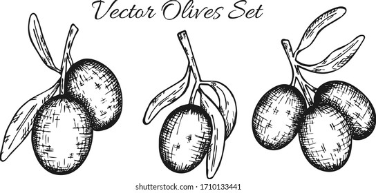 Set of olive tree branch. Hand drawn style. Vector sketch