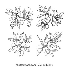 Set of olive tree branches with leaves, fruits or drupes hand drawn with contour lines on white background. Outline drawings. Monochrome vector illustration