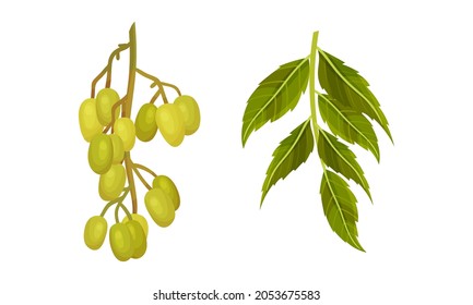 Set of olive tree branches. Organic product, healthy diet vector illustration