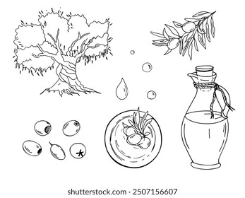 Set of olive tree, oil glass jug, oil drops, olive fruits and branches in oil bowl from top view. Hand drawn botanical line art, vector illustration. For cards, menu, product and italian or greek or