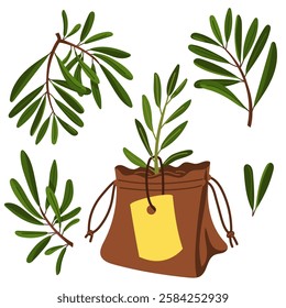 set of olive tree sprouts in a gift bag. Flat illustration of leaves. Isolated flat illustration. An environmentally friendly product with olive oil content. A natural product. the scheme for coloring