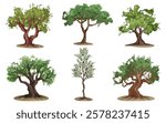 Set of olive tree types vector illustration. Variety of flora with distinctive crown and branch shapes, foliage. Outdoor mediterranean vegetarian fruit plant. Agriculture orchard, botany. Nature.