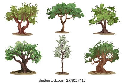 Set of olive tree types vector illustration. Variety of flora with distinctive crown and branch shapes, foliage. Outdoor mediterranean vegetarian fruit plant. Agriculture orchard, botany. Nature.