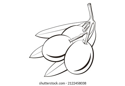 a set of olive vector illustration