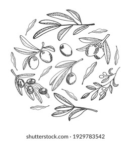 A set of olives arranged in a circle. Illustration for the design of Italian cuisine, packaging for food, cosmetic products with extra virgin oil.