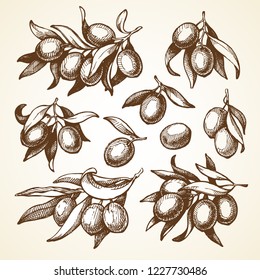 Set with olives berries, branches and leaves elements illustrations. Sketch vector ingredients collection, olive oil