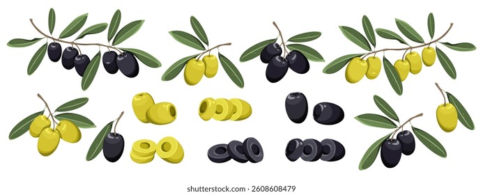 Set of olives. Branches of black and green olives with leaves, whole olives, cut in half, slices. Vector illustration on a white background.