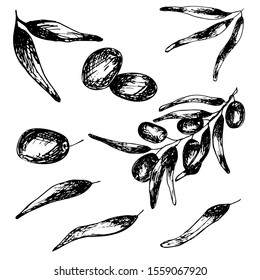 Set of olives with branches, collection of sketch elements. Monochrome drawing by hand on a white isolated background. Suitable for packaging design of food, cosmetic products, decoupage. 