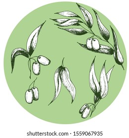 Set of olives with branches, collection of sketch elements. Monochrome drawing by hand on an olive background. Suitable for background design, food packaging, cosmetic products, decoupage.