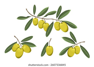 Set of olives. Branches of green olives with leaves. Vector illustration on a white background.