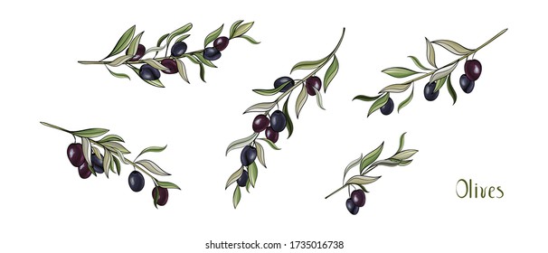 Set with Olives branches. Hand drawn illustration black olives isolated on white background. For design label oil, health care products, organic natural cosmetics. Vector.