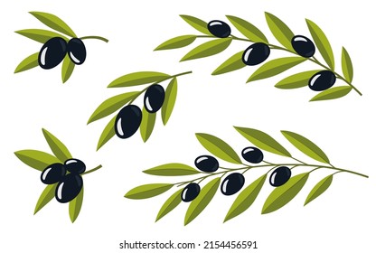 Set of olives. Olive branches. Black branches of olives for design of natural cosmetics, olive oil, medicine. Organics for a healthy lifestyle. Vector illustration