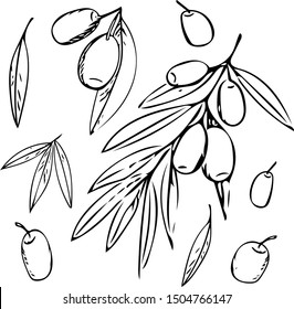 set of olives on a branch with leaves simple liner scandinavian style hand drawn on a white background vector graphic. natural organic plant collection elements icons